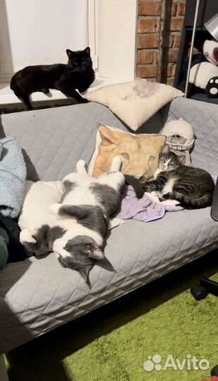 Домашняя передержка кошек / Котоняня