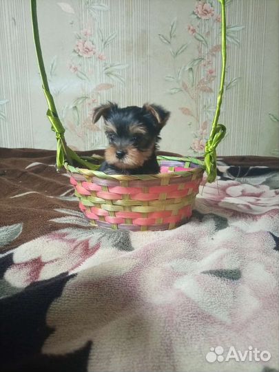 Йоркширский терьер