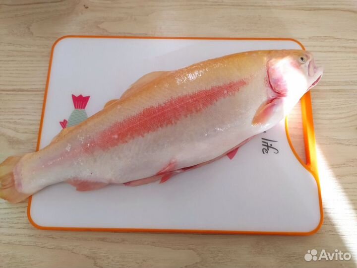 Свежая форель из Хакасии янтарная