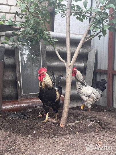 Домашние петухи