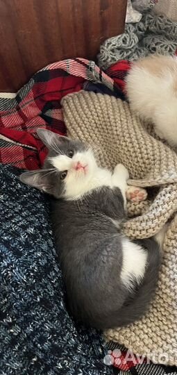 Котенок бело-серый :)