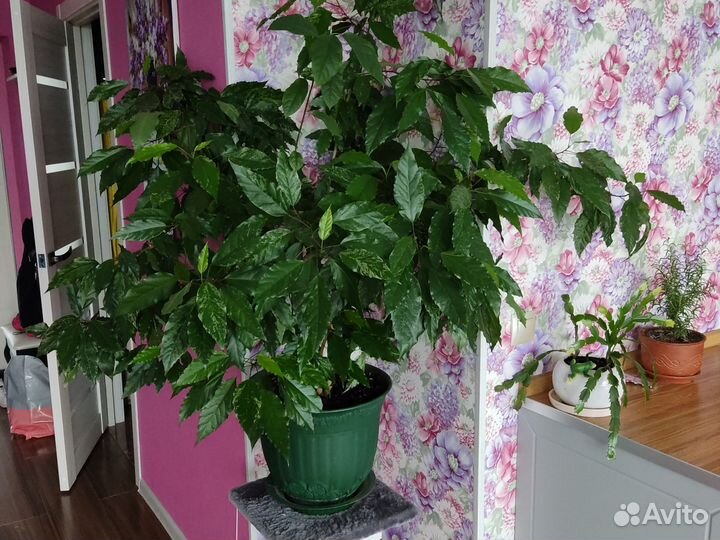 Декабристы,алоэ,розан,денежное дерево