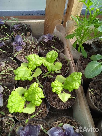 Пряные,ароматные и лекарственные травы