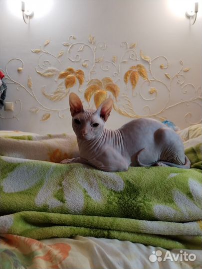 Донской сфинкс вязка