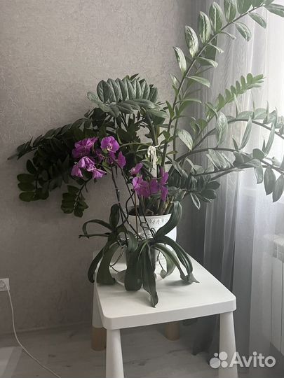 Замиокулькас (долларовое дерево)