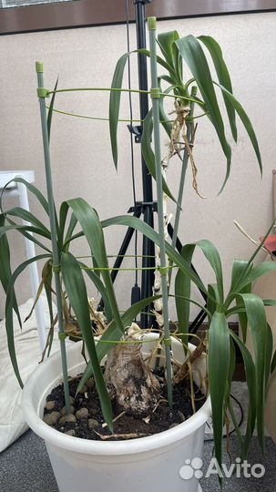 Пальма драцена