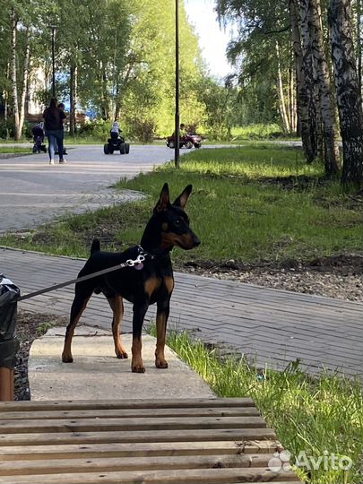 Догситтер, Передержка собак и кошек в домашних ус