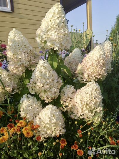 Гортензия метельчатая