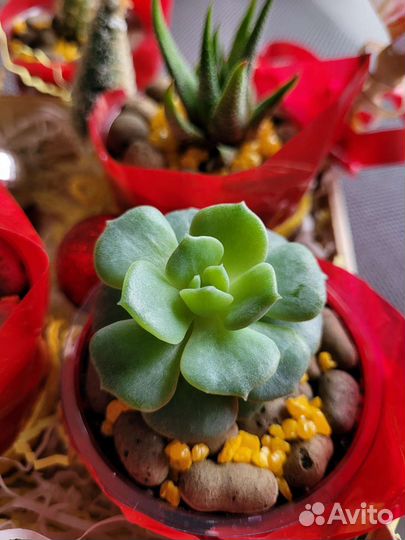 Кактусы и суккуленты