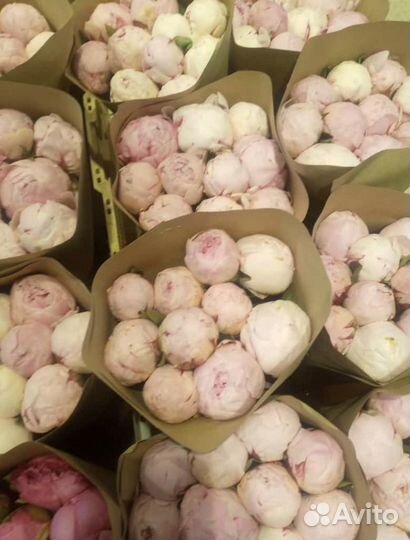 Пионы оптом