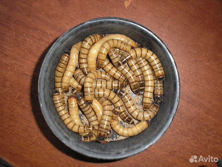 Кормовые насекомые/Зофобас/Тараканы/Сверчки