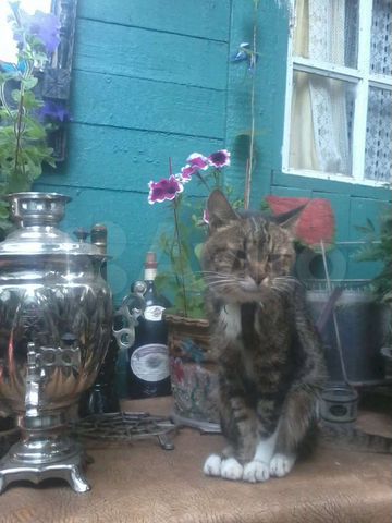 Дача 40 м² на участке 8 сот.