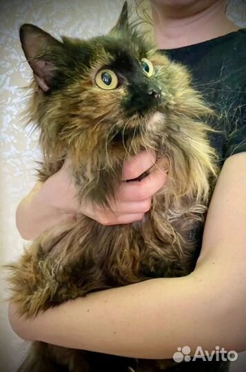 Кошки в добрые руки