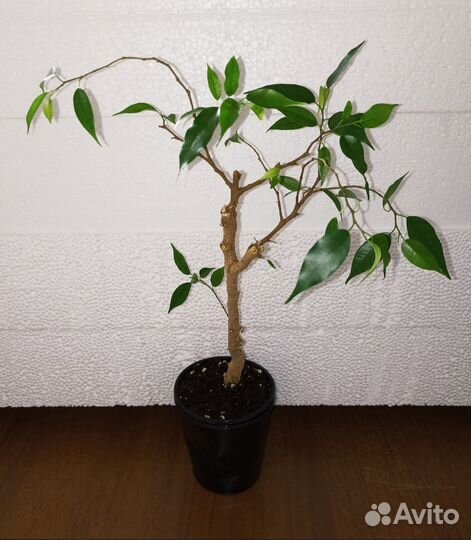 Фикус Мокламе Голден Моник Диверсифолия Наташа