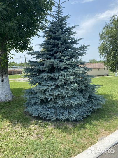 Ель голубая