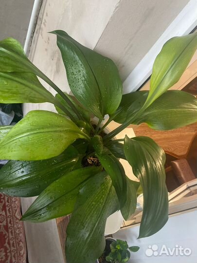 Эухарис амазонская лилия