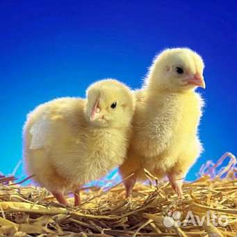 Суточные цыплята бройлеры Кобб 500