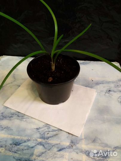 Зефирантес розовый и белый