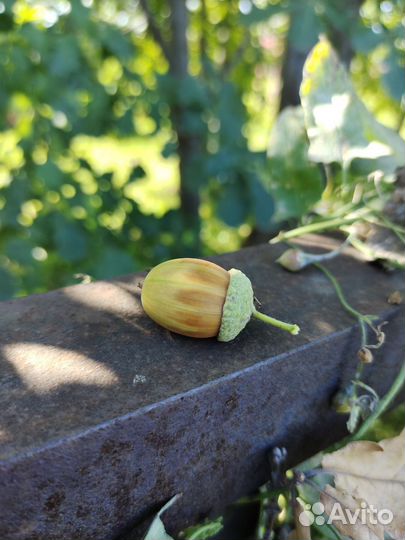 Жёлуди Дуба черешчатого