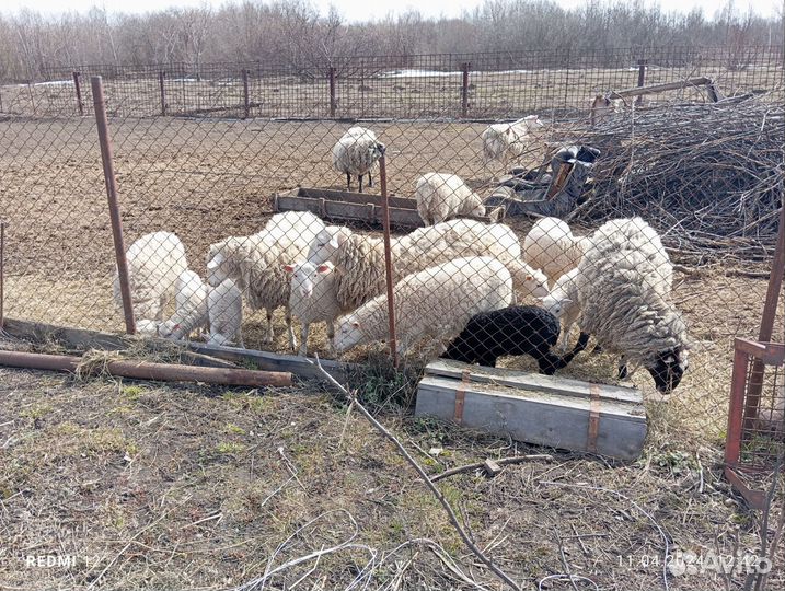 Овцы бараны ягнята романовские и мериносы