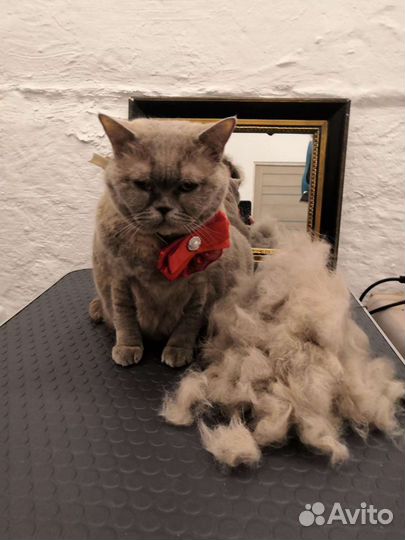 Стрижка собак