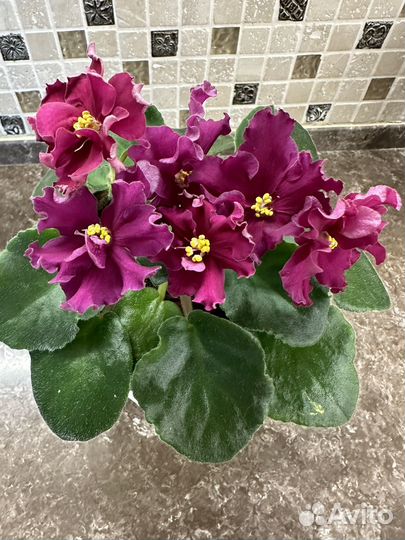 Фиалка нд-Огни Заполярья (детки) и др сорта