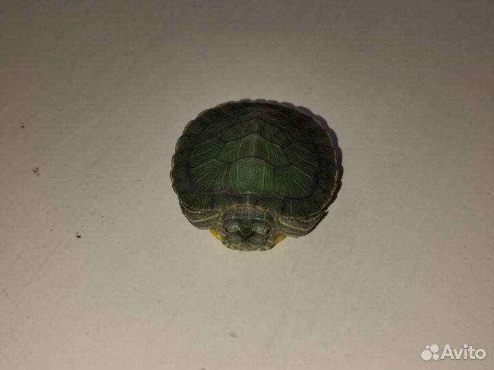 Красноухая или желтопузая черепаха