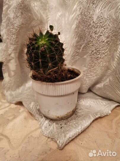 Кактус