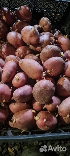 Продам картофель домашний