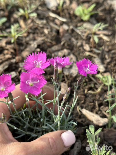 Гвоздика многолетняя