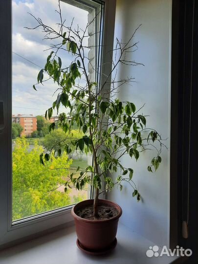 Фикус бенджамина