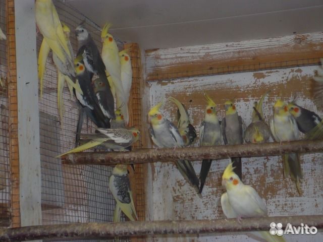 Молодые кореллы