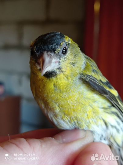 Продам щегла репела снигиря Чижа чечита