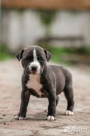 Щенки амстаффа