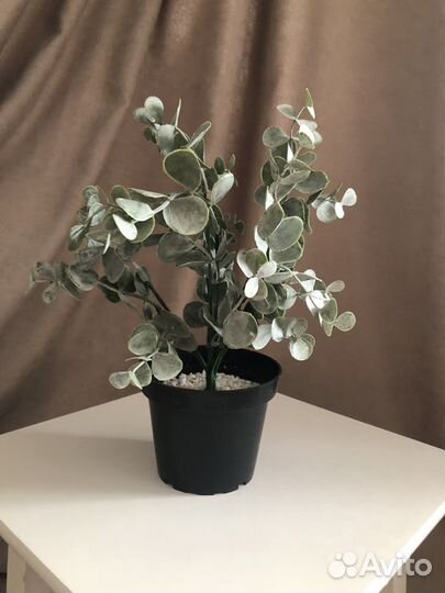 Искусственная зелень, Эвкалипт