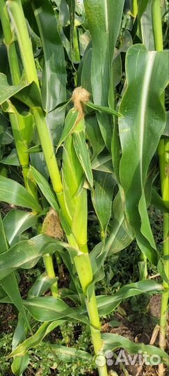 Сладкая кукуруза.сорт Агрос.опт