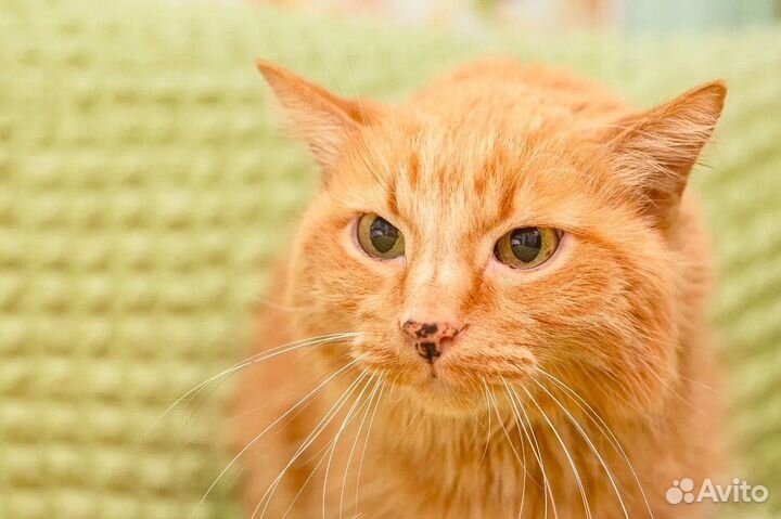 Чубайс - рыжик в добрые руки