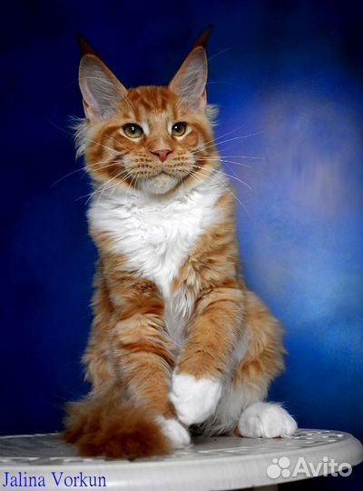 Мейн-кун Джалина