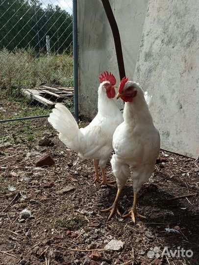 Петух белый леггорн