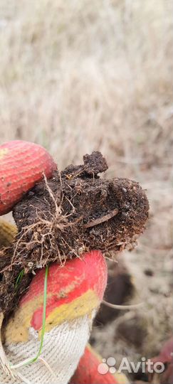 Металлоискатель прокат, аренда X-teia 705