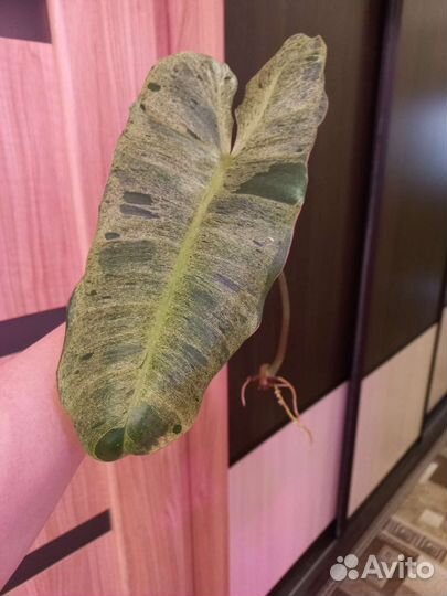 Филодендрон параисо верде