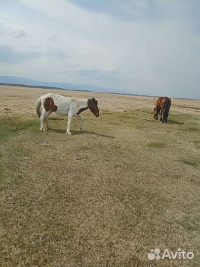 Кобыла 3 года