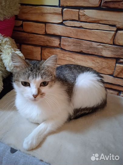 Кошка и кот в добрые руки (стерилизованы)