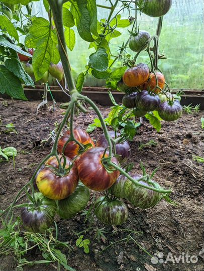 Рассада помидор