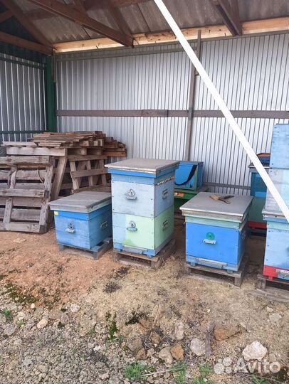Продам пасеку