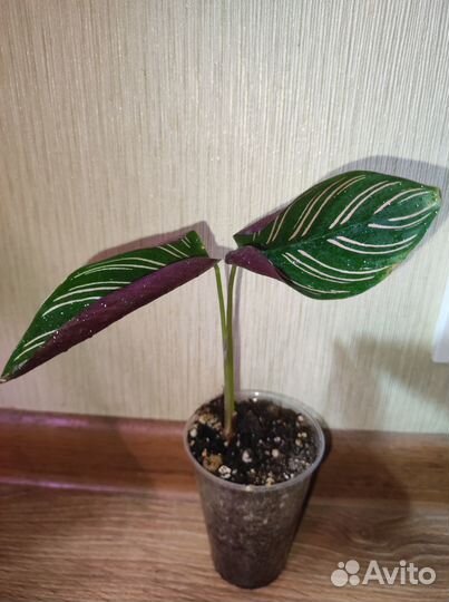 Калатея Орната (Сандериана)