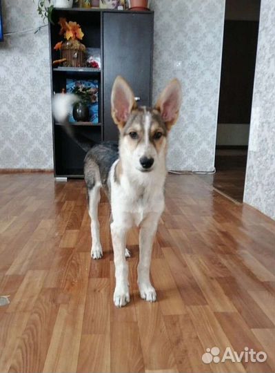 Щенок мальчик