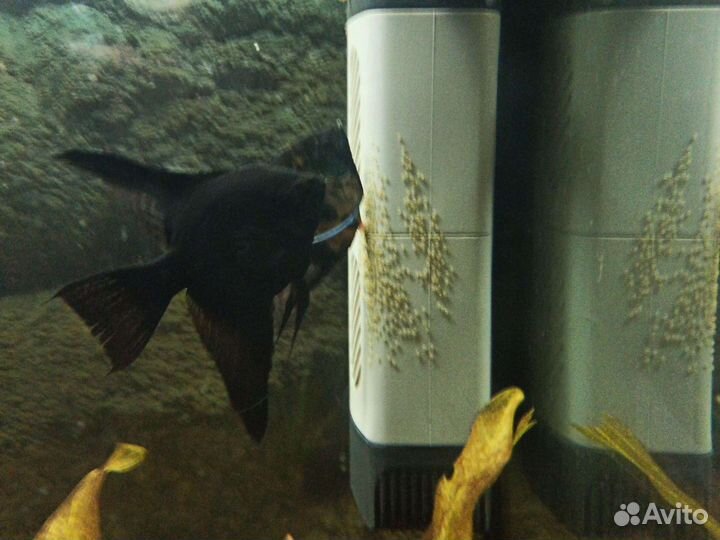 Аквариум под ключ, с рыбами, растениями и грунтом