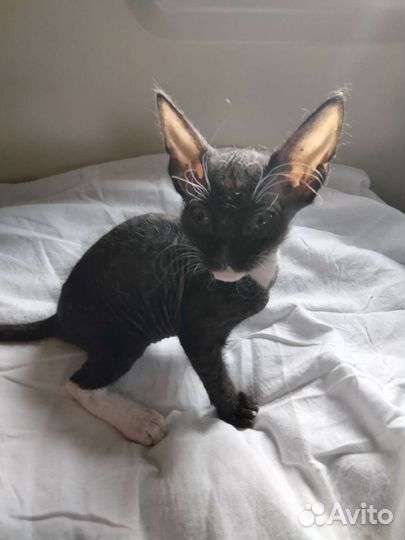 Мальчик (сфинкс)