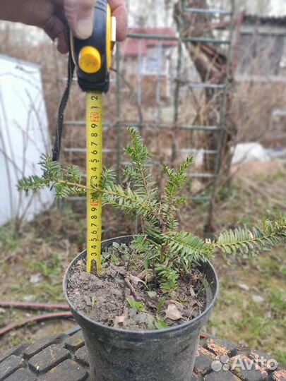 Тис ягодный